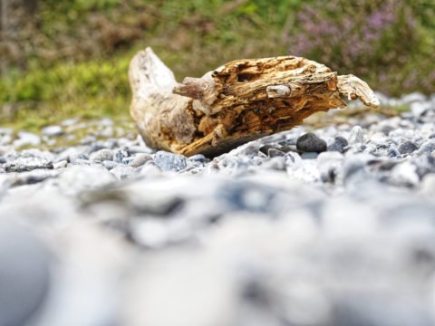 Bild: Unterwegs auf den Feuersteinfeldern zwischen Neu Mukran und Prora auf der Insel Rügen. Abgestorbener Ast. Klicken Sie auf das Bild um es zu vergrößern.