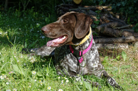 Bild: Kira im Garten. der Hund war den ganzen Tag über im Freien und konnte tun oder lassen was er wollte. Klicken Sie auf das Bild um es zu vergößern.