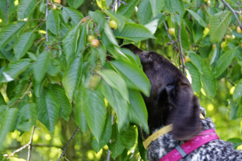 Bild: Kira holt sich ihre Vitamine selbst im großen Garten meiner Eltern. Hier frisst sie Kirschen. Klicken Sie auf das Bild ums zu vergrrößern.