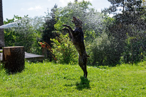 Bild: Kira genießt an einem heißen Sommertag eine kühlende Dusche. Klicken Sie auf das Bild ums zu vergrößern.