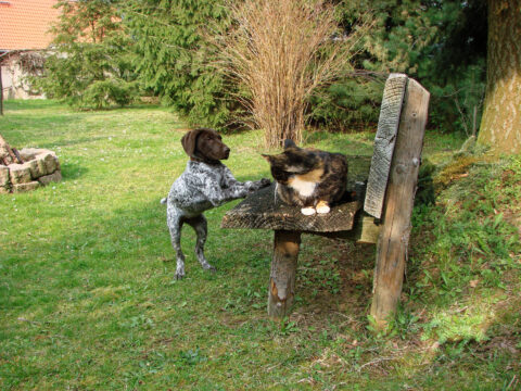 Bild: Hund Kira und Katze Teufelchen. Kira war nie ein Katzenhasser. Klicken Sie auf das Bild um es zu vergrößern.