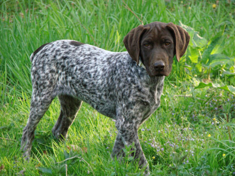 Bild: Kira im Garten. der Hund war den ganzen Tag über im Freien und konnte tun oder lassen was er wollte. Klicken Sie auf das Bild um es zu vergößern.