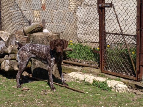 Bild: Kira als junger Hund im Garten. Klicken Sie auf das Bild um es zu vergrößern.